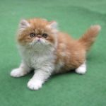 Bungy the Persian Kitten