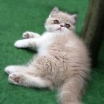 Jazz the Persian Kitten