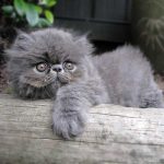 rumble the persian kitten