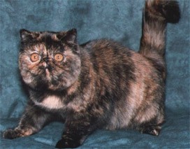 Tortoiseshell Exotic cat