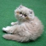 truffle persian kitten