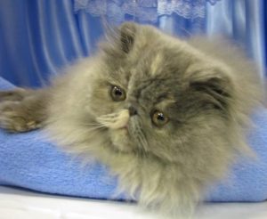 female persian cat